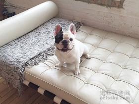 17张国外社交网络上非常“火”法国斗牛犬的照片