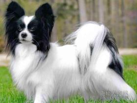 如果喜欢养食量比较小的狗狗,可以考虑这八种小型犬