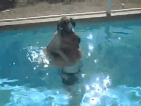 狗狗天生会游泳,现实中真的是这样吗?