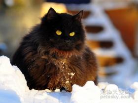 猫咪版:如果瘦不成一道闪电 那就做个丰满的胖子(37张)