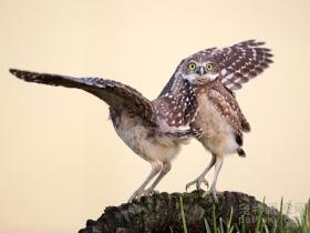 搞笑动物摄影大赛中 这13幅作品脱颖而出