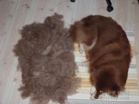 想要当一个合格的铲屎官 首先要学会忍受遍身的毛(26张)