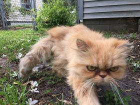 男子在废弃的房屋发现一只流浪猫 它的表情总是一脸不开心