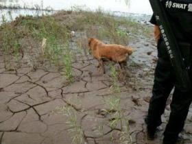 17岁少年跳江救落水的金毛犬 反被狗狗按入江中失踪
