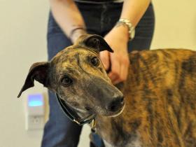 赛犬被救后一直害怕人类 直到女主人有了一个小宝宝