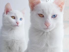 这两只可爱的猫咪是双胞胎  它们拥有一样瞳色的“阴阳眼”