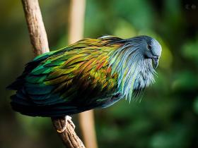 这些非常漂亮的鸟儿叫尼柯巴鸠 与已经灭绝的渡渡鸟有血缘关系