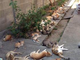 在后院种了猫薄荷驱赶蚊虫 没想到引来了一大波流浪猫