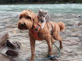 收养的狗狗捡回一只受伤的猫,于是主人做了一个决定