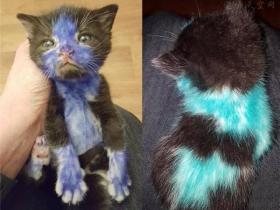 奶奶捡了两只小猫,熊孩子趁奶奶不注意把猫整成了这样