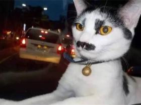 猫咪长相奇特走红网络,居然有人花3万要买走
