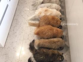 在家中养了12只可爱的猫咪 全职“猫妈妈