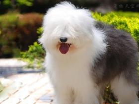 英国古代牧羊犬的喂养方法和饲喂禁忌
