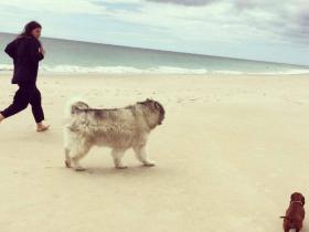养一只阿拉斯加犬和一只腊肠犬 每天在家里中都是你追我赶