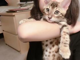 女孩家里养的一只俏皮猫咪 看了让人好想抱一抱