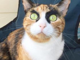 猫咪的眉毛长得太有特点了 主人总是感觉它在批评自己