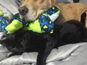 治疗犬Mojito太喜欢玩具了 每天晚上都会选一个陪自己睡