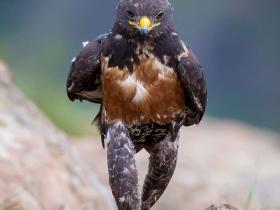 抓拍到老鹰在地面上自信地行走 网友掀起一场PS的恶搞比赛