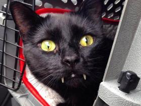 善良的女人救了一只流浪猫后 猫咪的长相发生惊人的变化