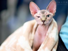 女子很开心地花钱买了一只无毛猫 没想到竟是一只普通猫咪
