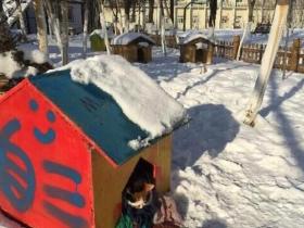 学生们自发为流浪猫建“猫屋” 流浪猫们过上了衣食无忧的生活