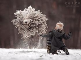 俄罗斯一可蒙犬与男孩在雪地嬉戏 神似挂在空中的拖把