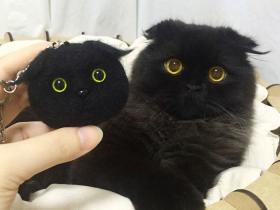 网上一只喜欢把眼睛瞪得圆圆的折耳猫 样子就像一个玩具