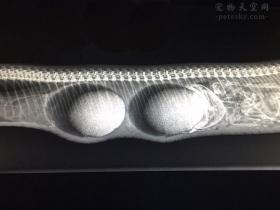 蟒蛇遛进鸡舍里偷吃了两枚假鸡蛋 兽医将其麻醉用润滑油取蛋