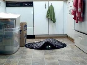 当主人给家里的猫咪拍照时 往往会被猫咪吓出一身冷汗(28张)