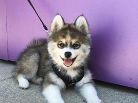 Norman是一只由哈士奇与博美犬生的串串狗 非常可爱(20张)