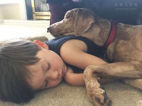 那些怀孕还养宠物的网友,是如何看待别人的冷言蜚语?