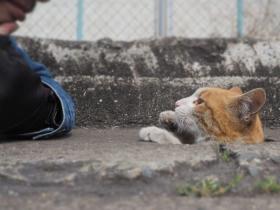 镜头下的流浪猫咪与排水口 没有玩具也可以活得很开心