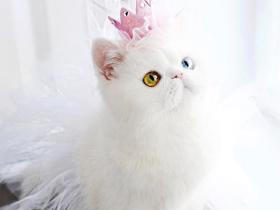 猫咪一直吃猫粮,但经常出去浪,会不会感染弓形虫?