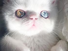天生瞳孔异色的小猫咪Pam 眼睛里有一种很特别的魅力(11张)