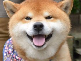 日本的柴犬明星Ryuji 靠着搞笑而可爱的表情成为网红