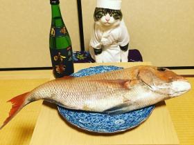 猫咪Maro与美食的幸福生活 它的伙食让人都有些眼馋(41张)