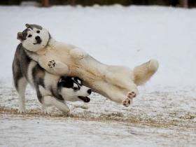 狗狗为什么喜欢打架?狗狗打架的原因是什么?