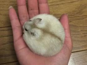 当动物变得“圆”起来的时候 是不是更加可爱一些?(20张)