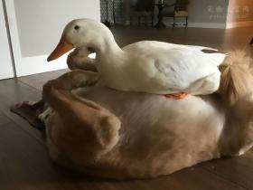 小时候被鸭子欺负过,狗狗长大后想复仇