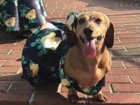 利用丢弃的衣服,给狗狗做一件独一无二的衣服!