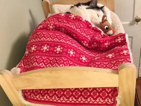 猫咪Sophie睡在玩具小床上的照片 让人有些喜爱(11张)