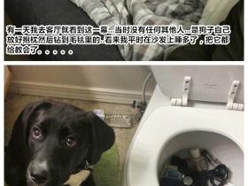网友分享自家狗子的一些奇怪行为,有你家的吗?