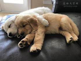 养一只金毛,生活会发生怎样的变化?