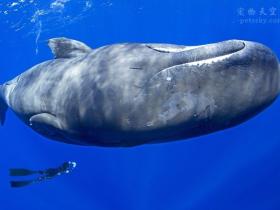 见过鲸鱼睡觉吗?分享一组非常罕见的抹香鲸睡觉照片