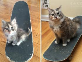 猫咪为什么要打呼噜?猫咪为什么发出“呼噜”的声音
