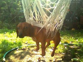 养狗一年要用到多少钱?需要哪些花费?