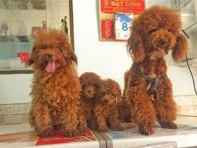 泰迪犬有哪些缺点?为什么有人会讨厌它?