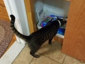 女朋友说:“家里的猫咪是小偷”,男朋友怎么也不肯相信