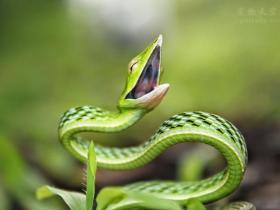 为什么有人很怕蛇，但还是很喜欢看蛇啊？