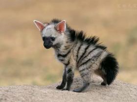 很多人都没见过的一种动物,萌萌的非洲土狼(12张)